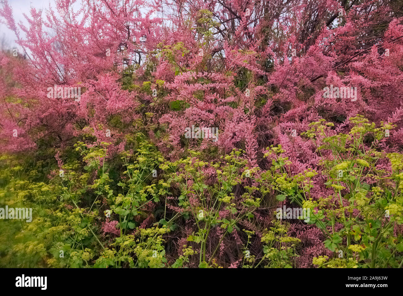 Tamarix tetrandra - Tamerice con Smyrnium olusatrum - Alexanders Foto Stock