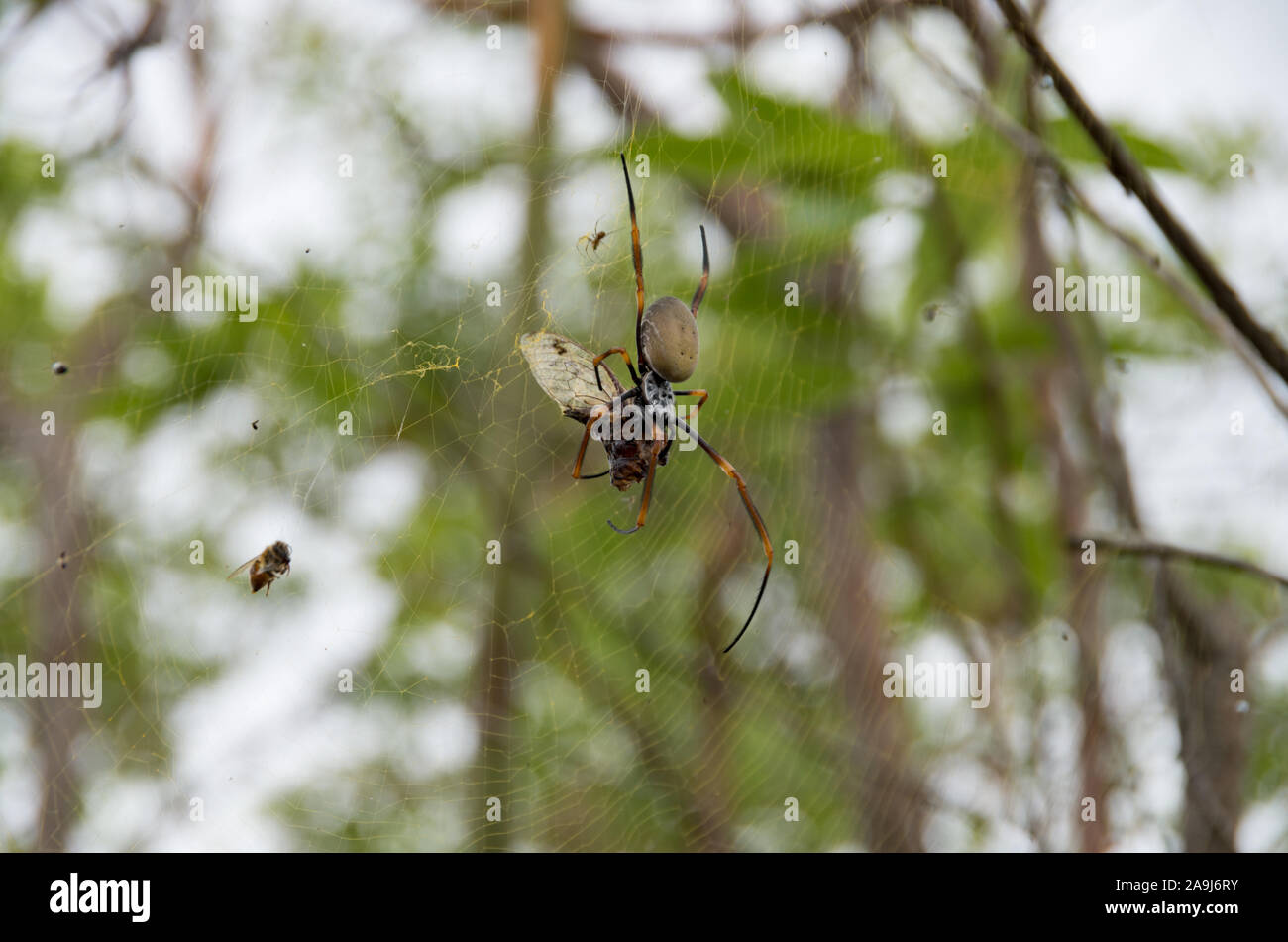 Golden Orb Weaver spider appesa in un web di mangiare una cicala morto sulla cima di Mt Tibrogargan Foto Stock