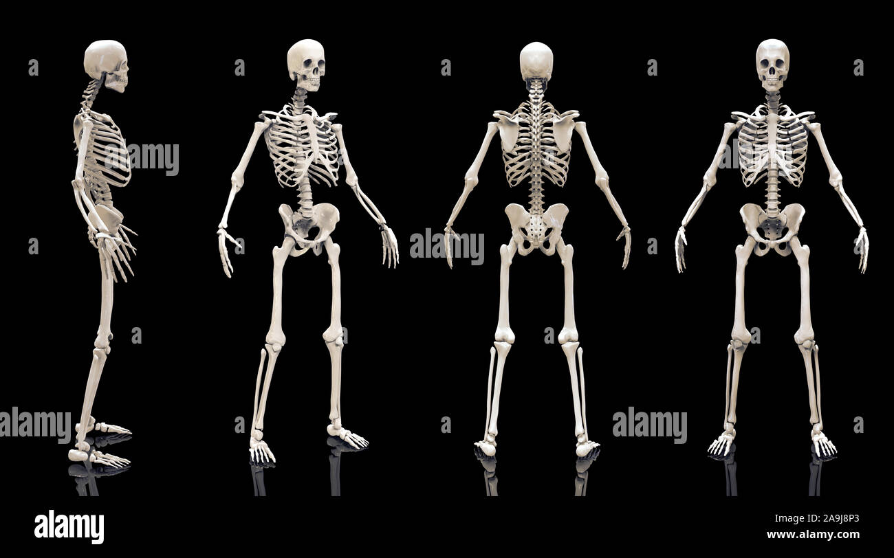 Scheletro umano isolato - 3D render Foto Stock