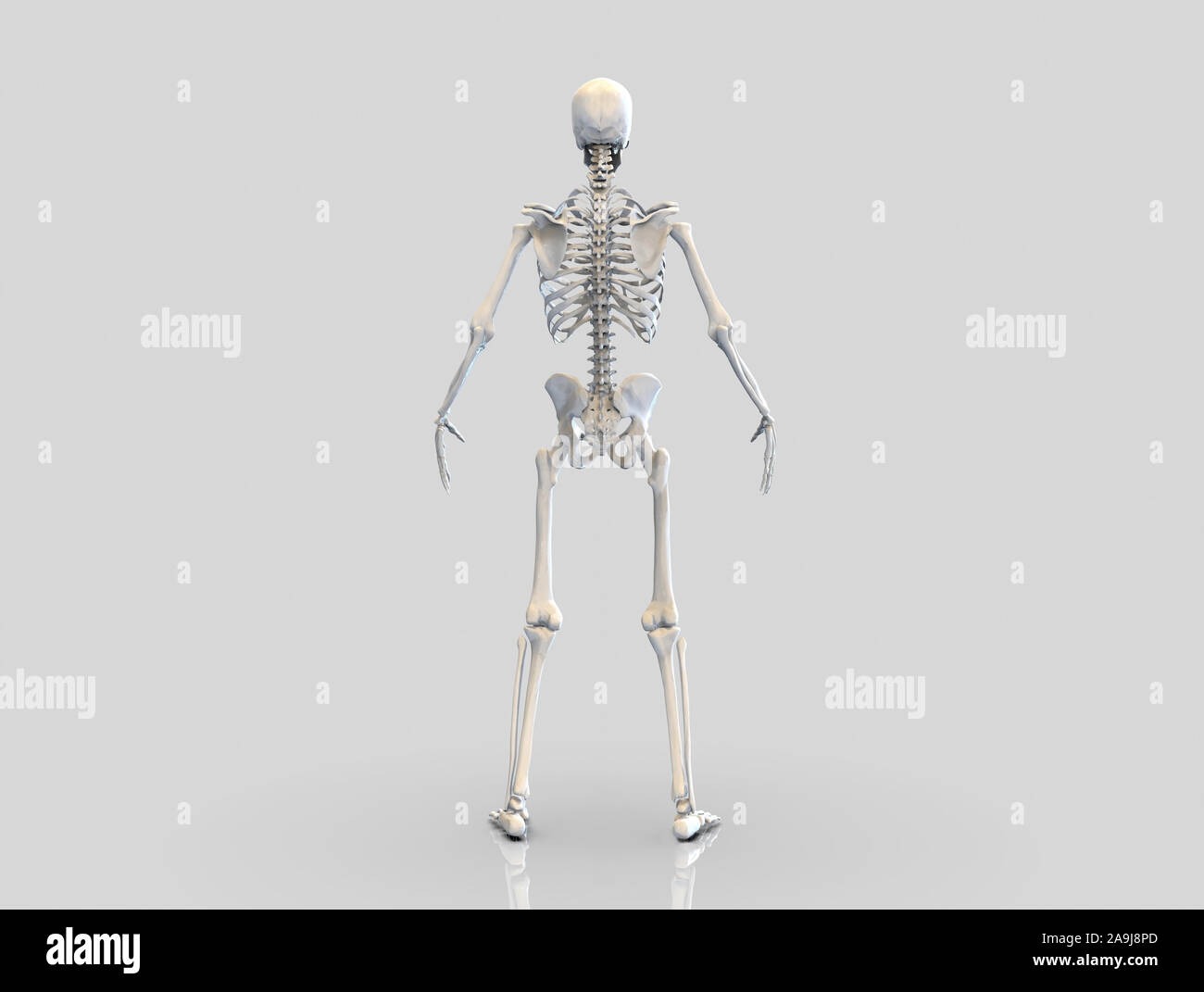 Scheletro umano isolato - 3D render Foto Stock