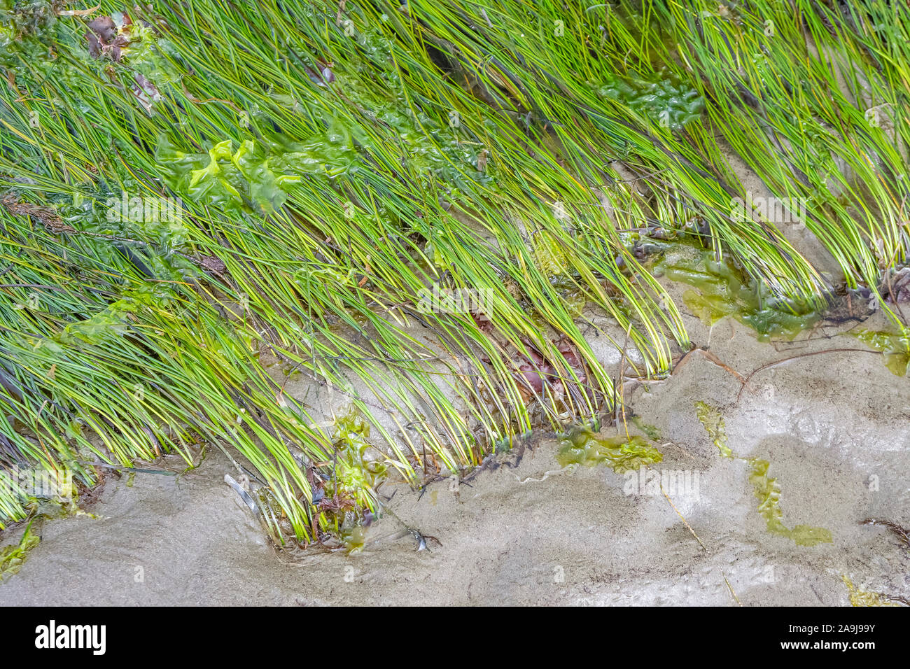 Surfgrass, Phyllospadix specie e lattuga di mare le alghe verdi, Ulva specie, lusinghe Rocks National Wildlife Refuge, Washington Nazionale Marittimo selvatica Foto Stock