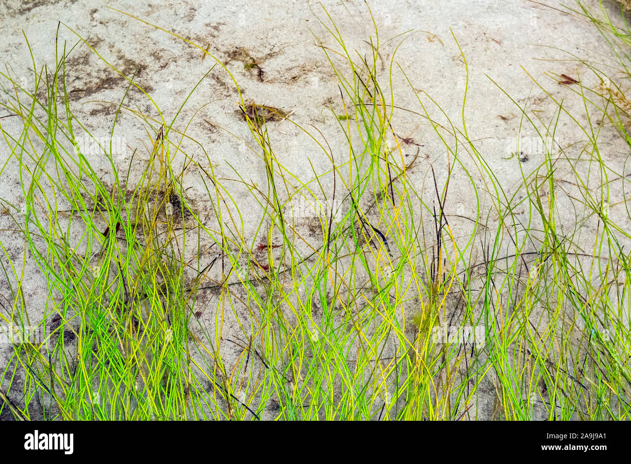 Surfgrass, specie Phyllospadix, lusinghe Rocks National Wildlife Refuge, Washington Maritime National Wildlife Refuge complessa, Olympic Coast National Foto Stock