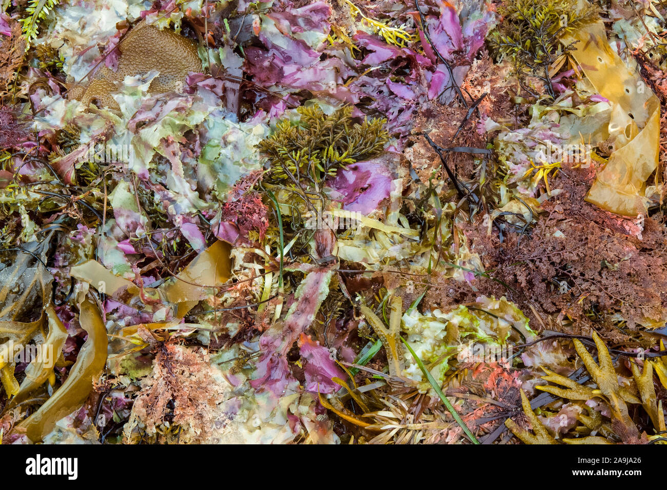 Spiaggia wrack - si è incagliata miscelati con alghe e seagrasses, alghe, lattuga di mare, Ulva specie ecc., Cape Alava, lusinghe Rocks National Wildlife Refuge Foto Stock
