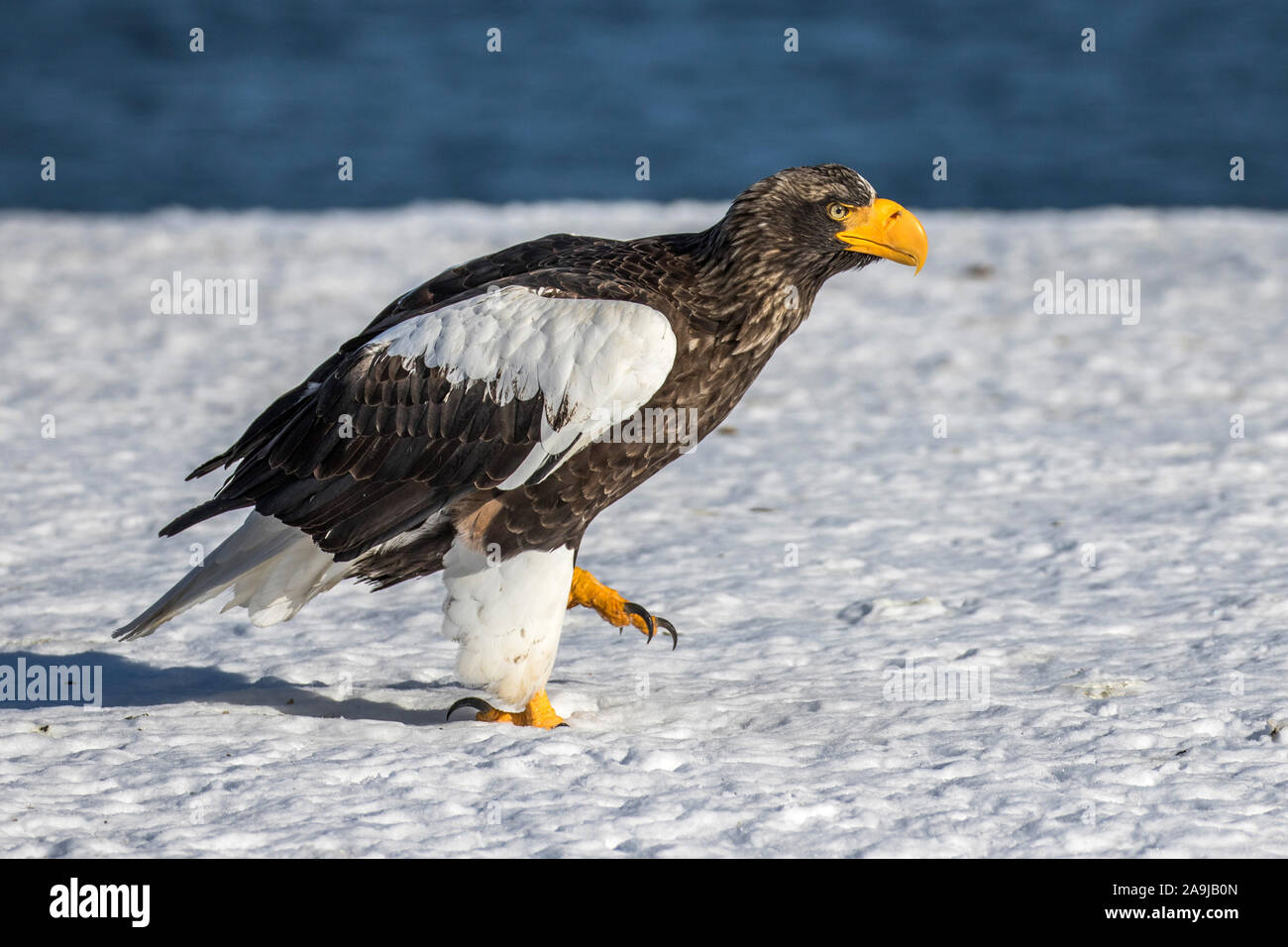 Riesenseeadler (Haliaeetus pelagicus) Foto Stock