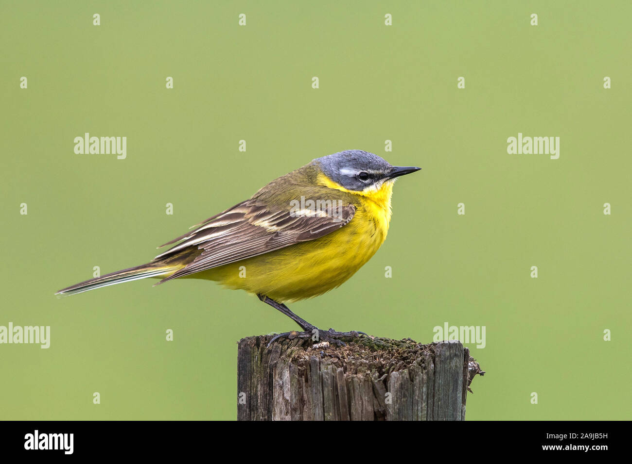 Schafstelze (Motacilla flava) Männchen Foto Stock