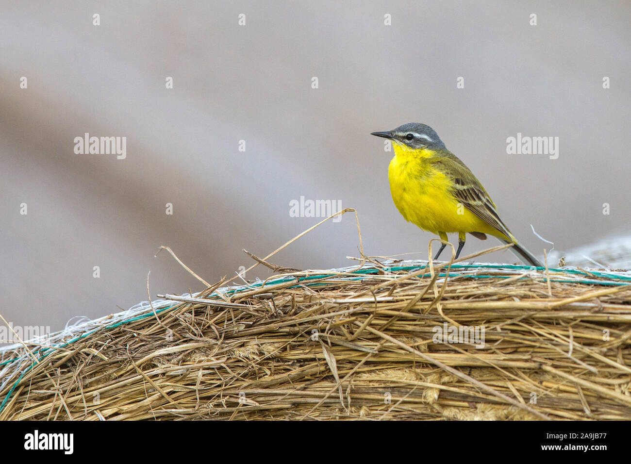 Schafstelze (Motacilla flava) Männchen Foto Stock