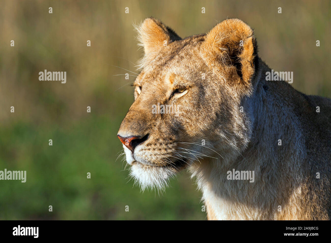 Porträt einer Löwin (Panthera leo) Foto Stock