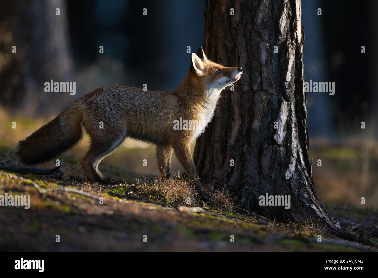 Rotfuchs auf Nahrungssuche,(Vulpes vulpes vulpes) Foto Stock