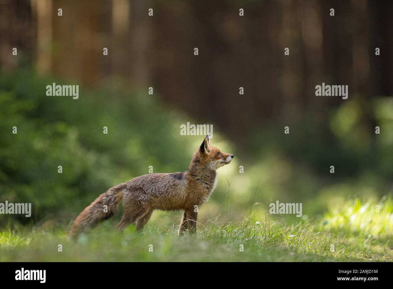 Rotfuchs (Vulpes vulpes vulpes) Foto Stock