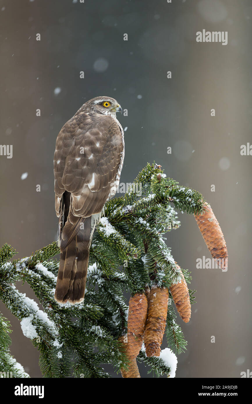 Sperber, (Accipiter nisus), Foto Stock