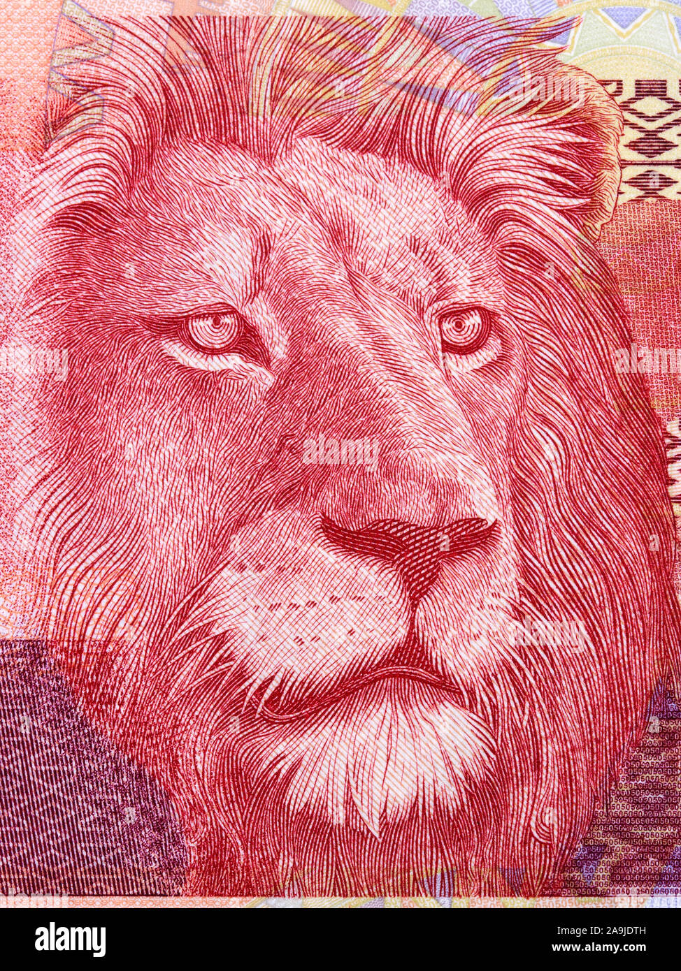 Lion un ritratto da South African denaro Foto Stock
