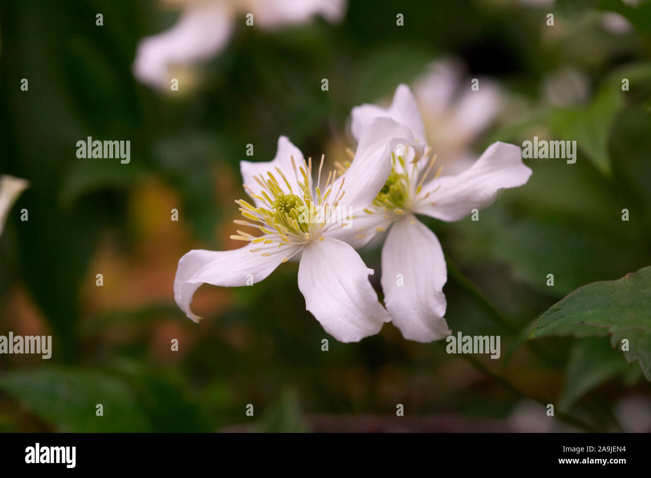 La clematide montana var. wilsonii Foto Stock