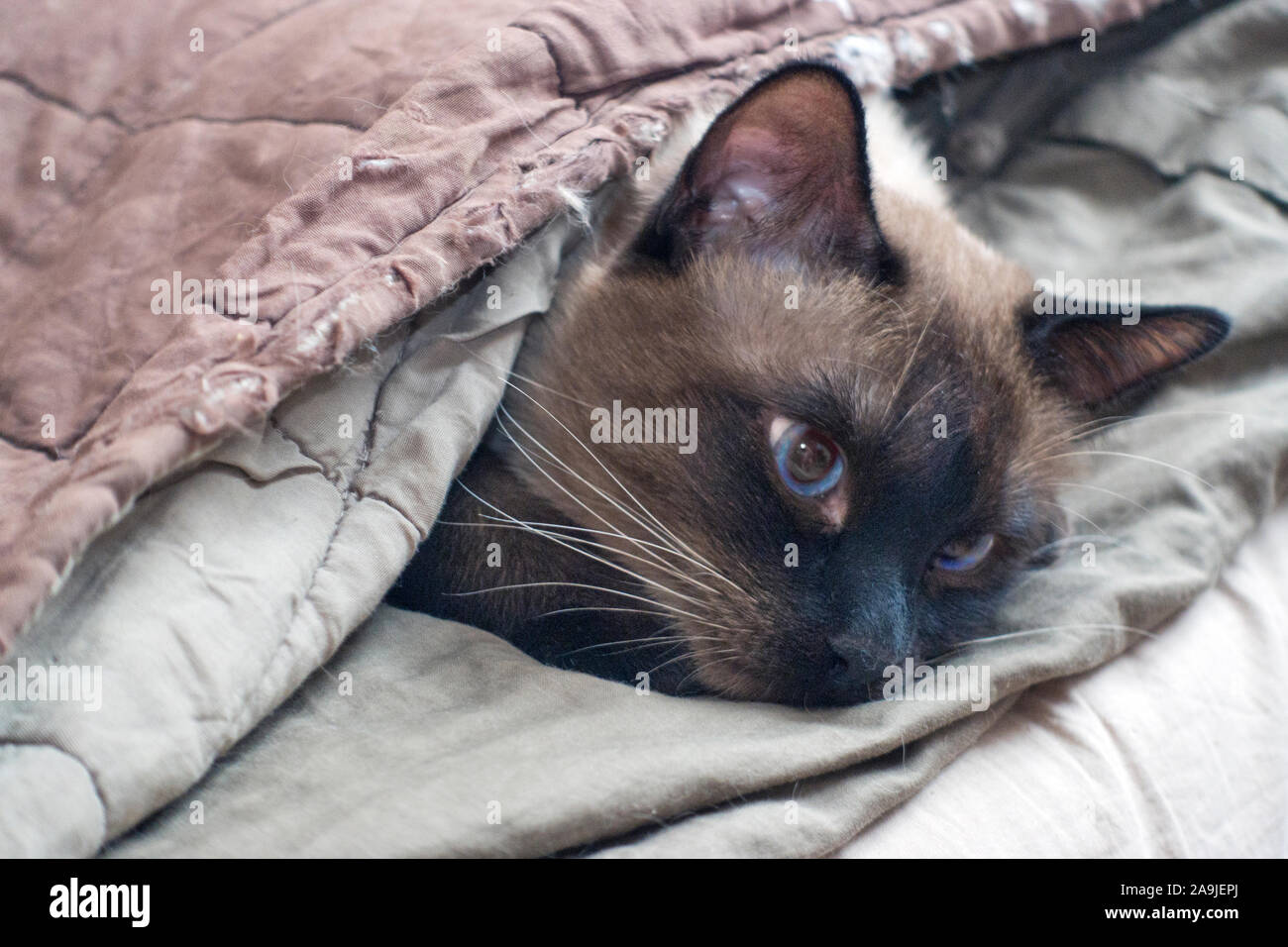 Gatto Thai giace sul letto Foto Stock