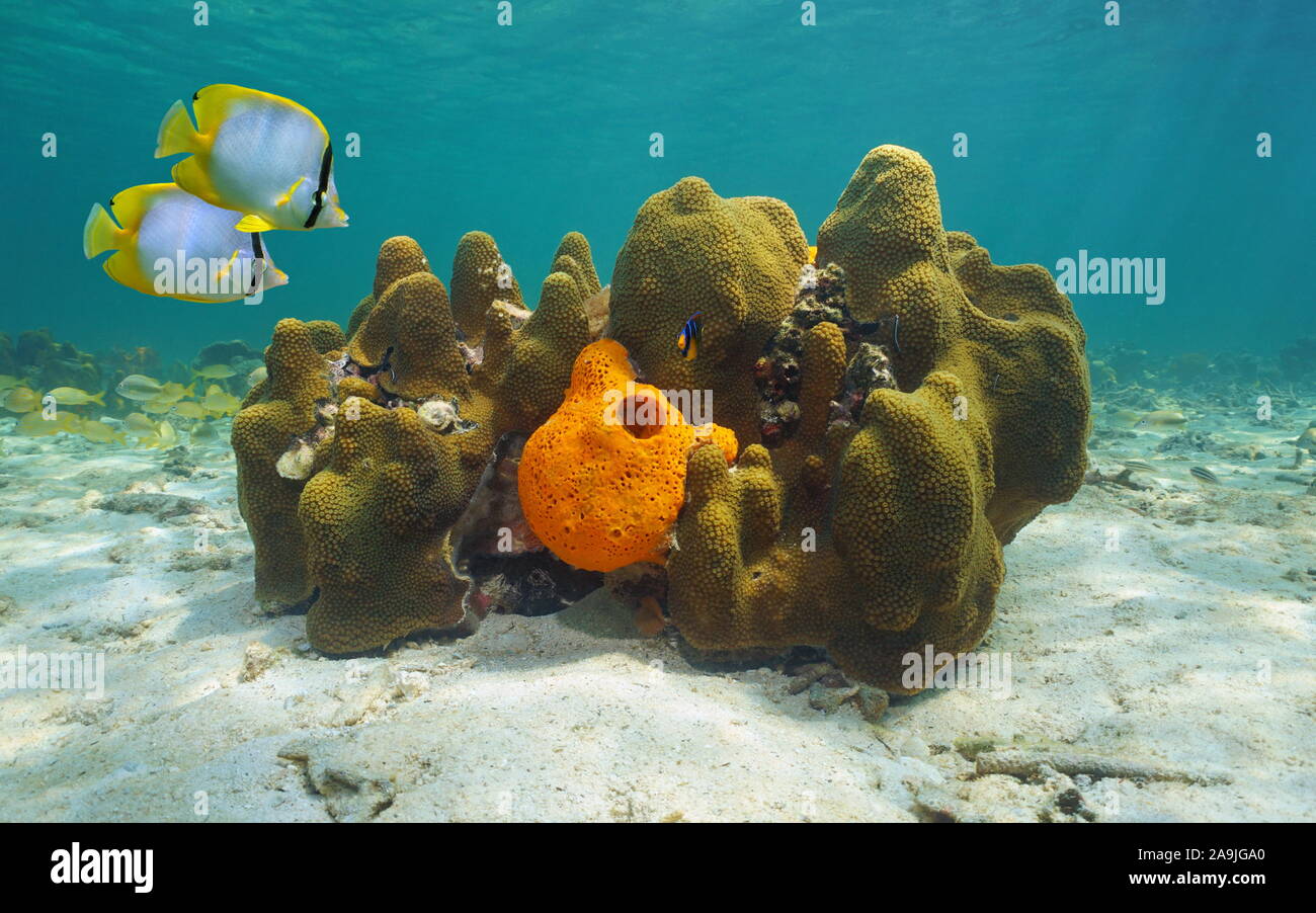 Mar dei Caraibi vita sottomarina, grandi stelle Coral con spugna Agelas e pesci tropicali spotfin butterflyfish Foto Stock