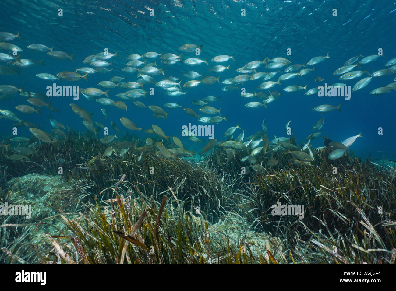 Scuola di pesce (Sarpa salpa) con di posidonia (Posidonia oceanica) sott'acqua nel mare Mediterraneo, in Spagna, in Catalogna, Costa Brava, Rose Foto Stock