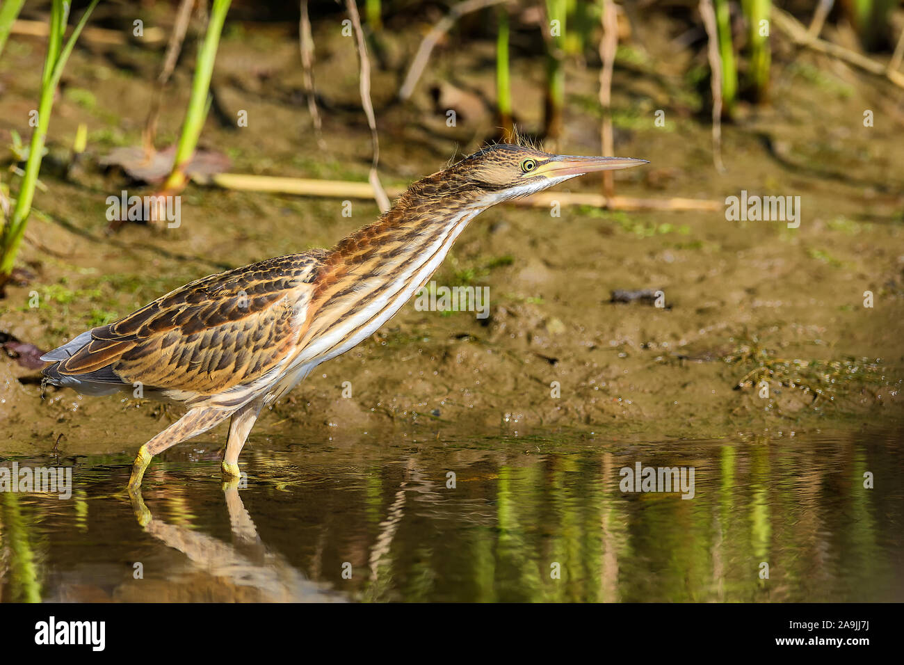 Zwergdommel (Ixobrychus minutus) auf Nahrungssuche Foto Stock