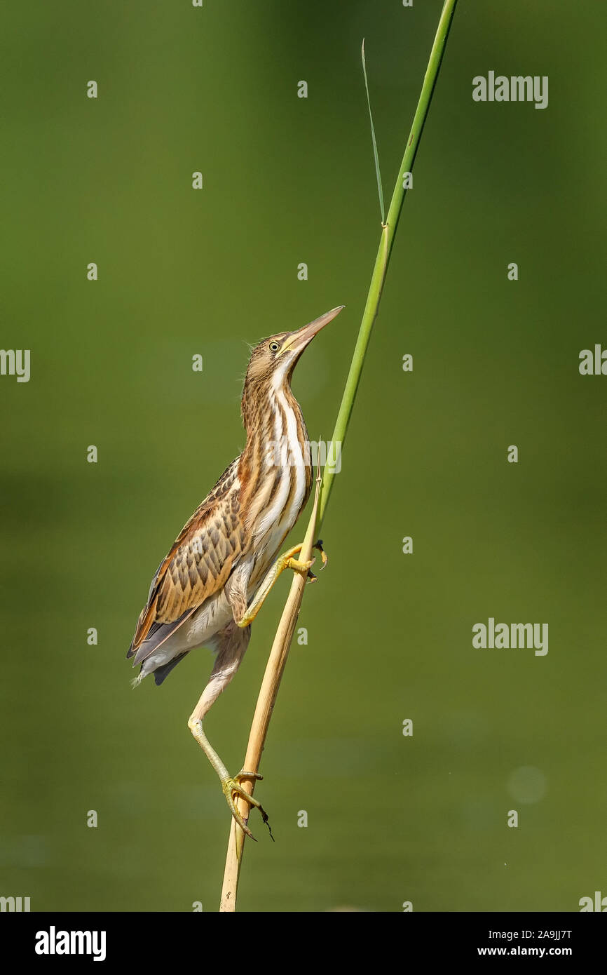Zwergdommel (Ixobrychus minutus) auf Nahrungssuche Foto Stock