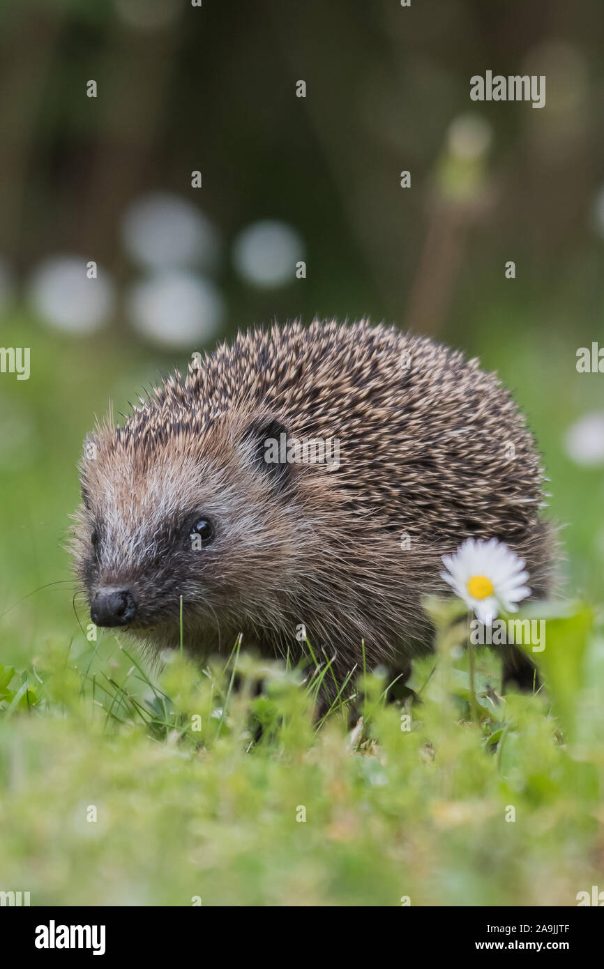 Igel (Erinaceus europaeus) Foto Stock