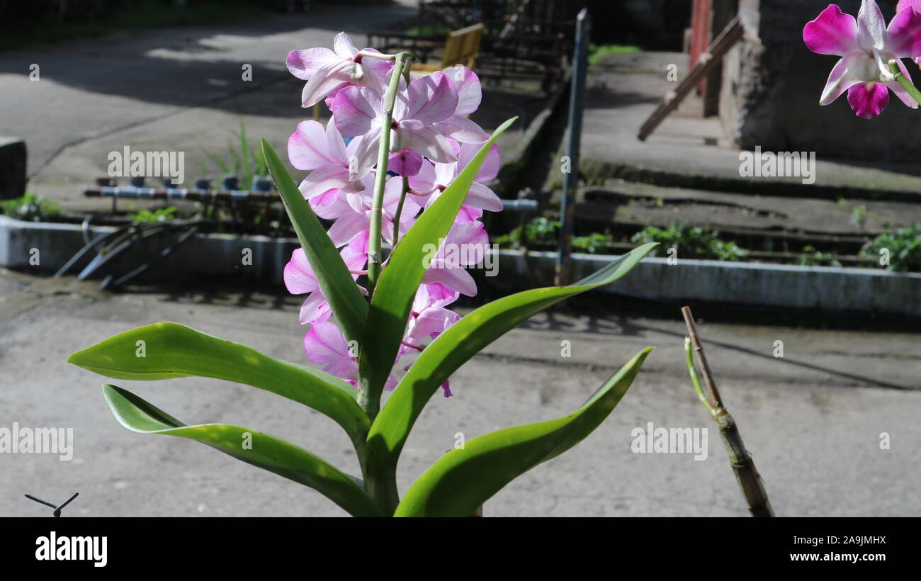 Orhid Fiore Foto Stock