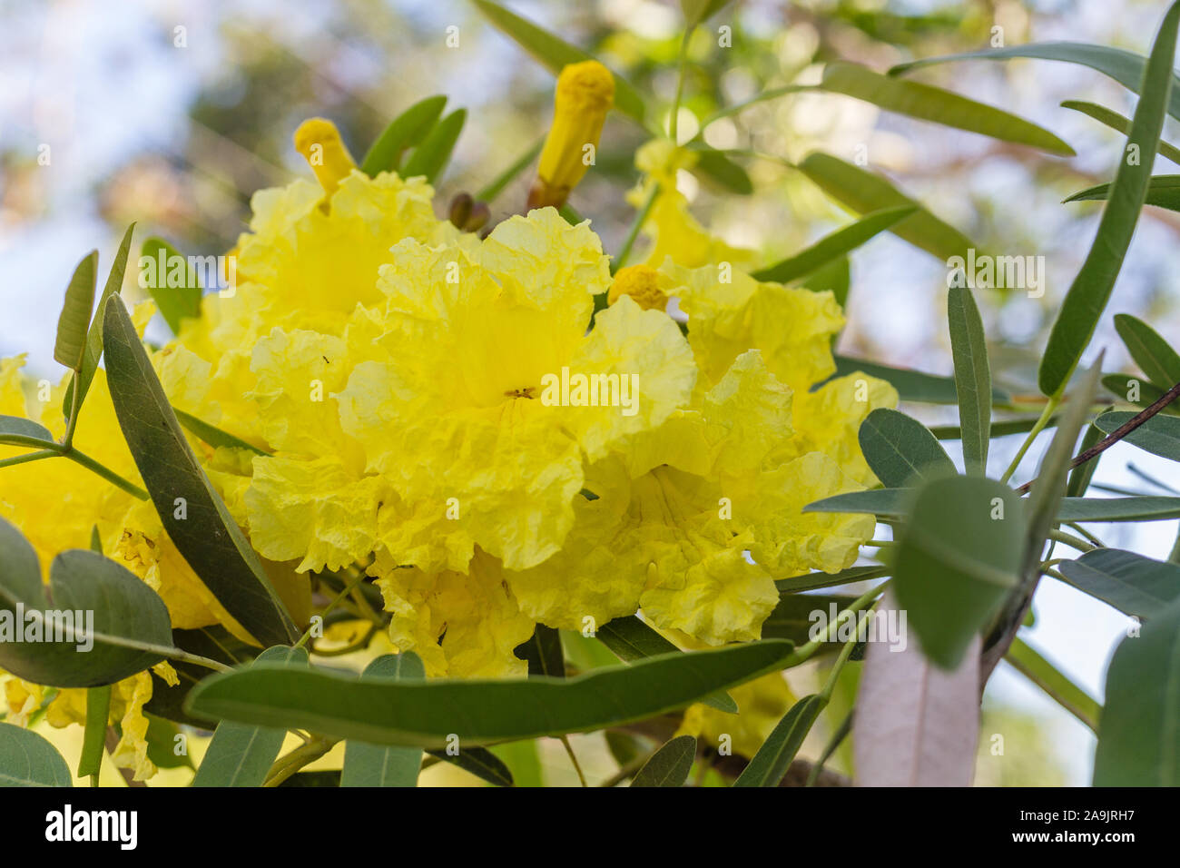 Fiori gialli di Handroanthus chrysotrichus o Golden Tree a campana. Bali, Indonesia. Foto Stock