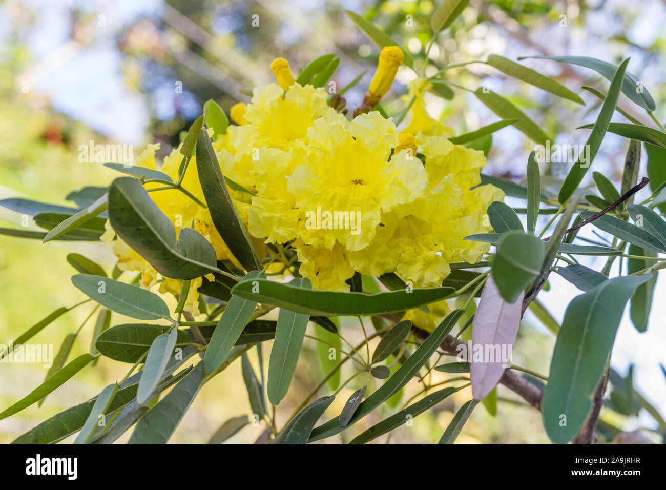 Fiori gialli di Handroanthus chrysotrichus o Golden Tree a campana. Bali, Indonesia. Foto Stock