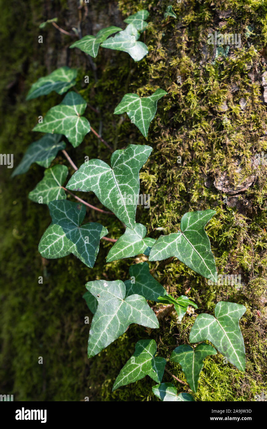 Chiudere l immagine della pianta di edera su moss-coperto tronco di albero Foto Stock