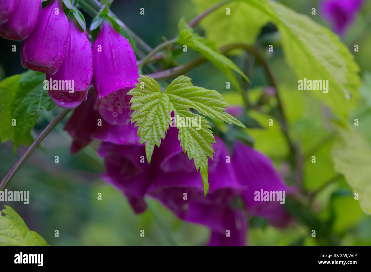 Golden Hop - Humulus lupulus 'Aureus' AGM con Foxglove - Digitalis purpurea Foto Stock