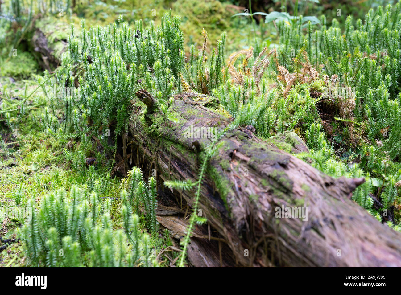 Chiudere l immagine di moss su un albero morto tronco Foto Stock