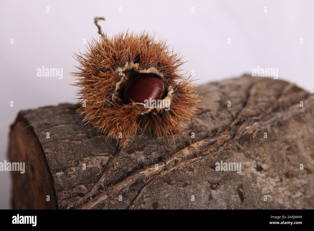 Una conchiglia di castagno aperta d'autunno, aperta con frutti di castagno europei (Castanea sativa) posta su un tronco di legno Foto Stock