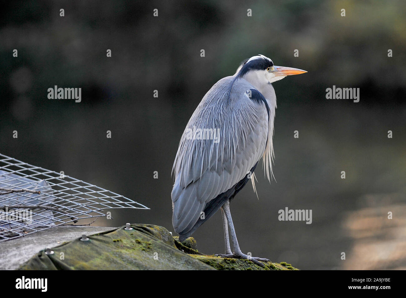 Guarda sul fiume Foto Stock