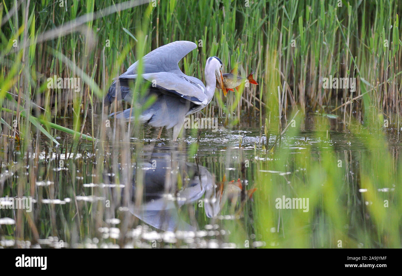 Il pesce per la cena Foto Stock