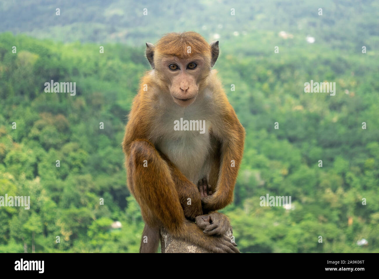 Toque Macaque (Macaca Sinica) nella giungla verde. Carino macaco selvatici in natura Habitat, Kandy, Sri Lanka, in Asia. Foto Stock