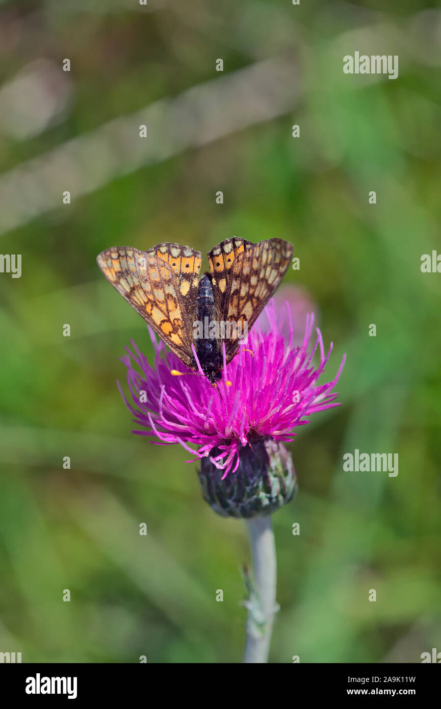 Farfalla marsh Fritillary Euphydryas aurinia Foto Stock