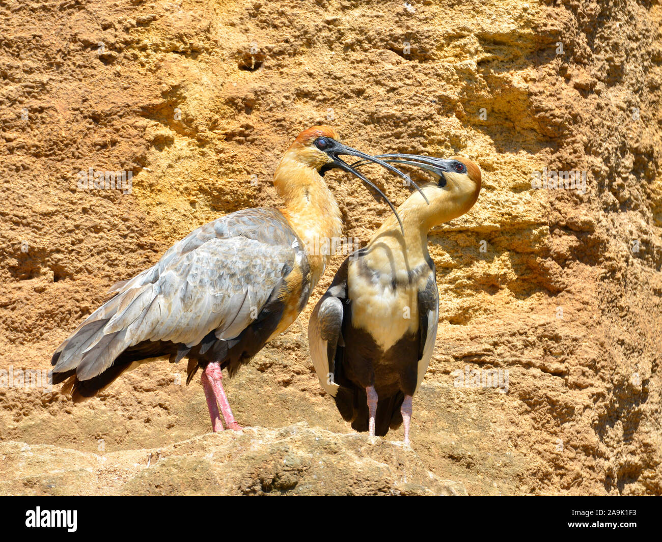 Due nero-di fronte Ibis (Theristicus melanopis) sulla roccia con un becco aperto Foto Stock