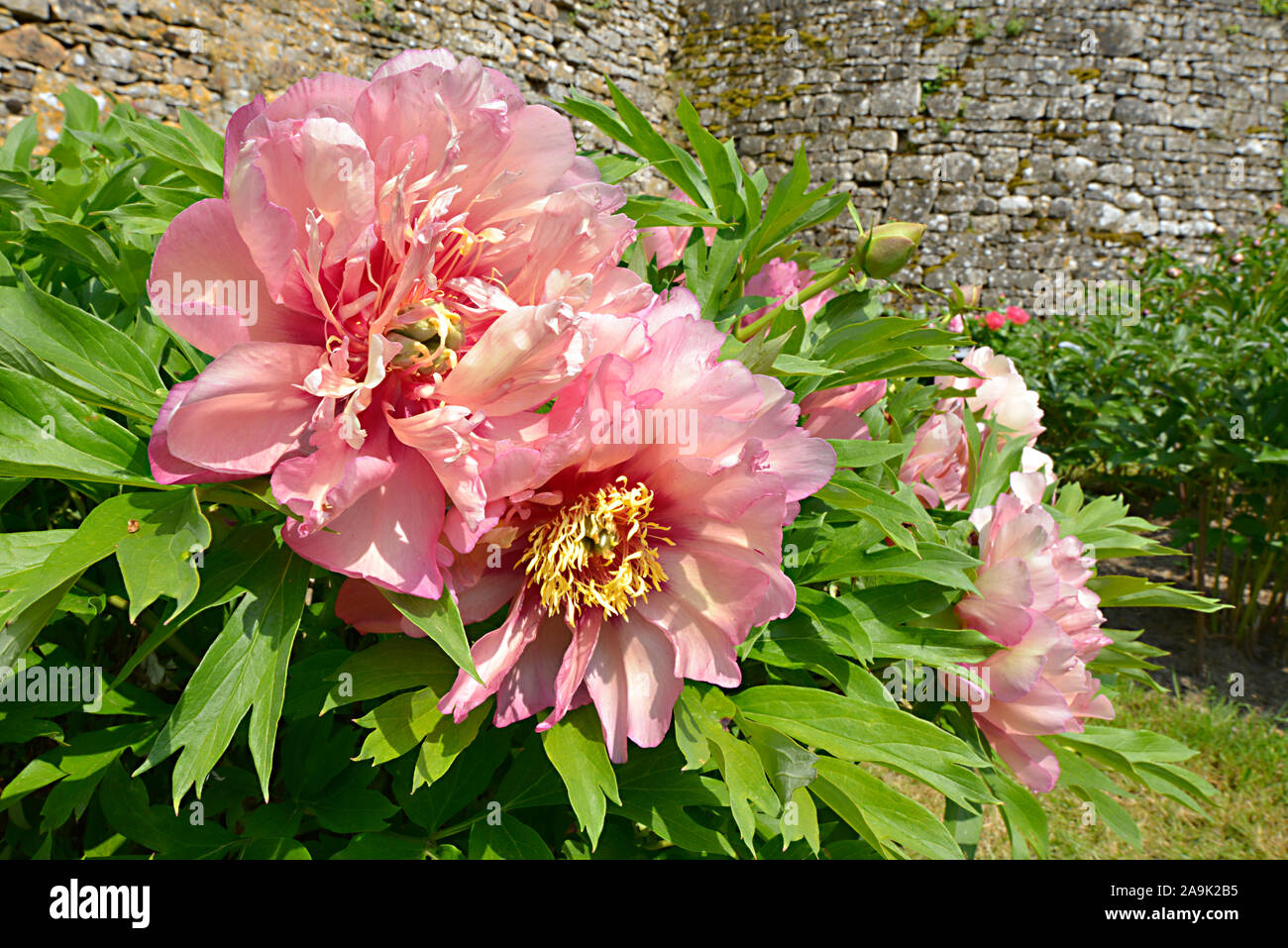 Closeup rosa peonie cinesi fiori (Paeonia lactiflora) Foto Stock