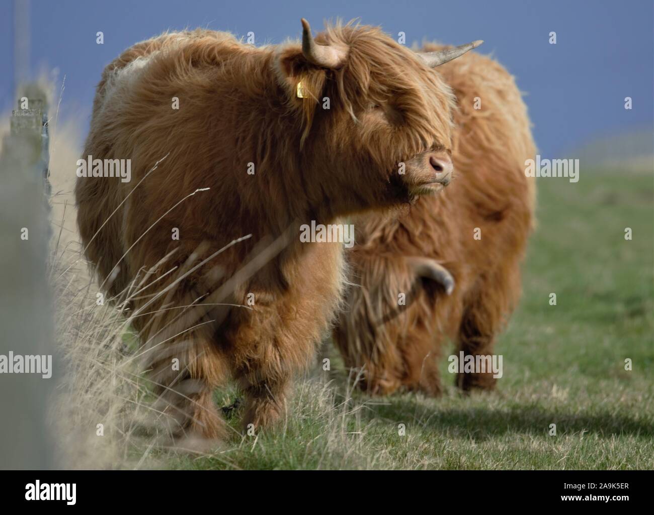 Highland Coos (mucche) pascolo erba estiva Foto Stock