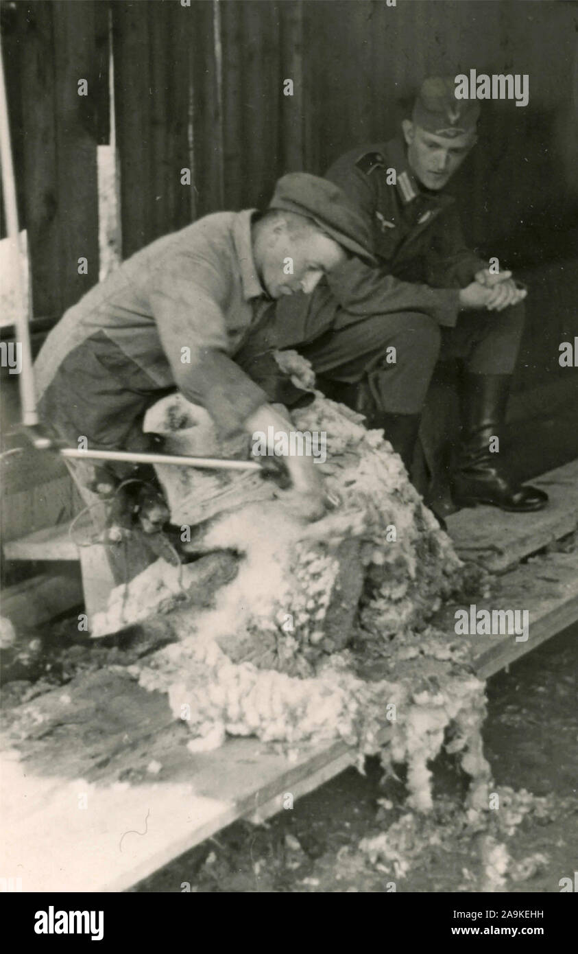 Un pastore cesoia una pecora accanto a un soldato tedesco, Italia Foto Stock