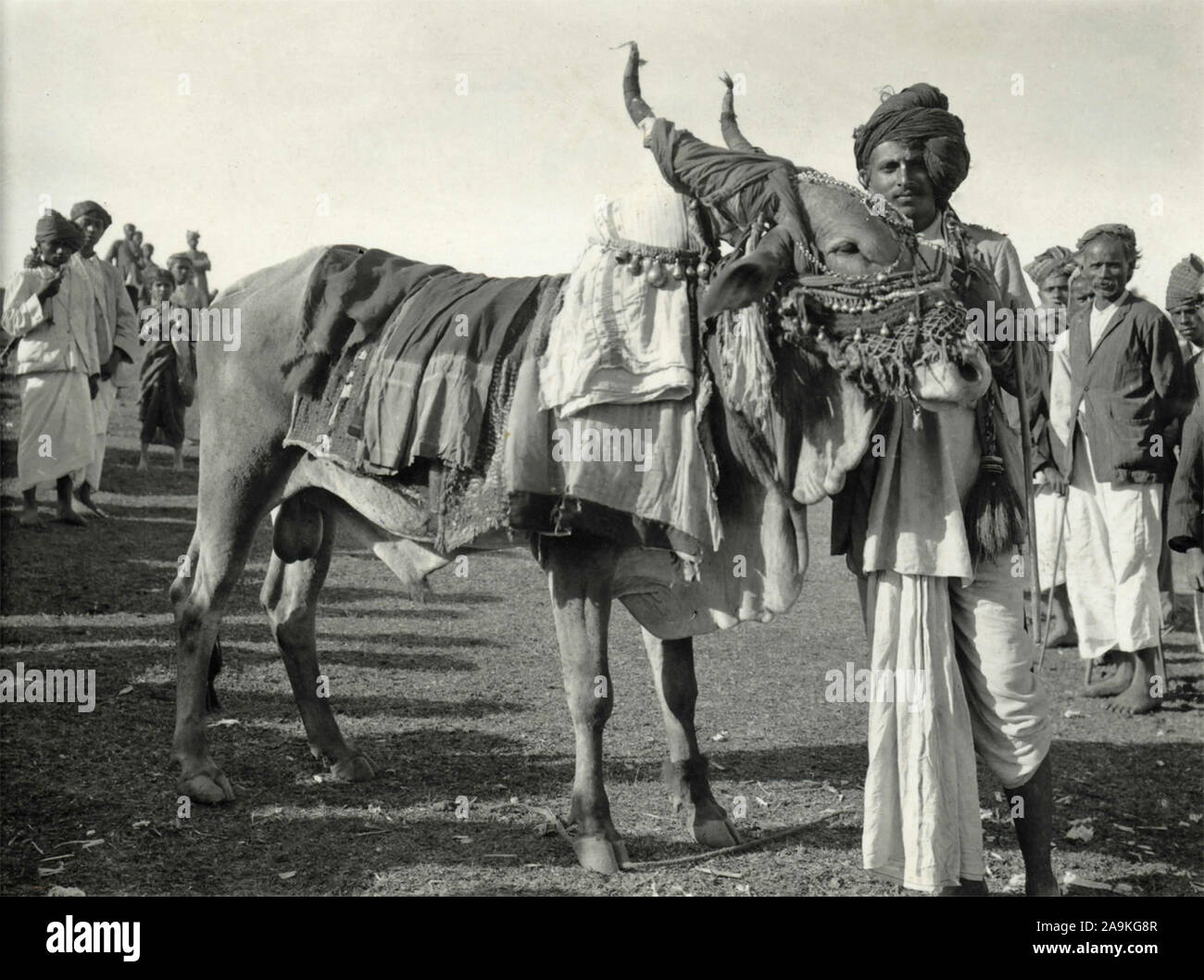 Un sacro bull, India Foto Stock Un sacro bull, India Foto Stock