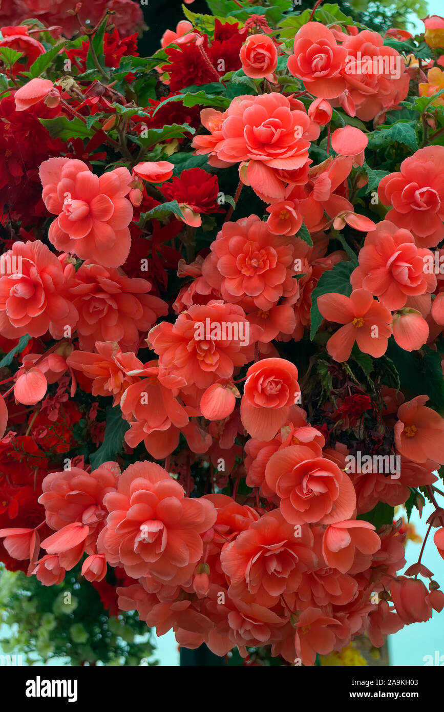 Hanging Basket amenità impianti con Begonia - rosa Foto Stock