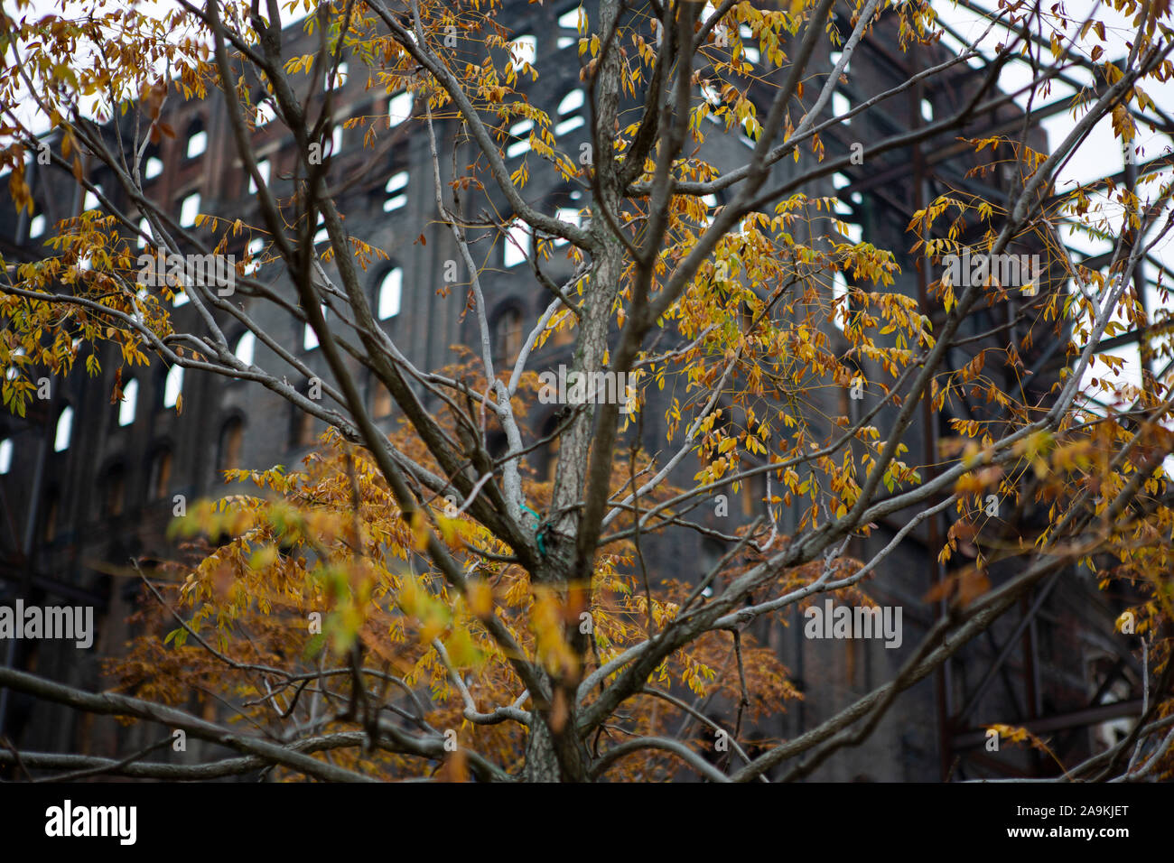 Fabbrica abbandonata con autumn tree in primo piano Foto Stock