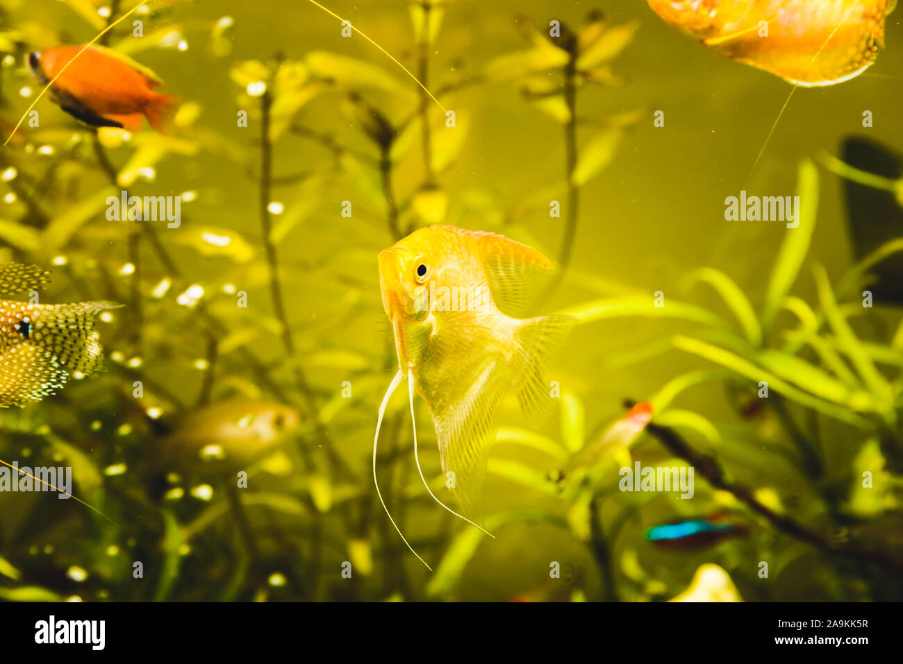 Oro Pterophyllum scalare in acqua aqarium, giallo angelfish Foto Stock