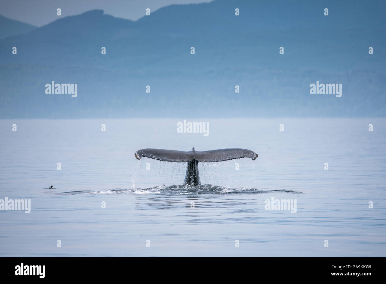 Canada, British Columbia. Humpback Whale tail in Victoria Foto Stock
