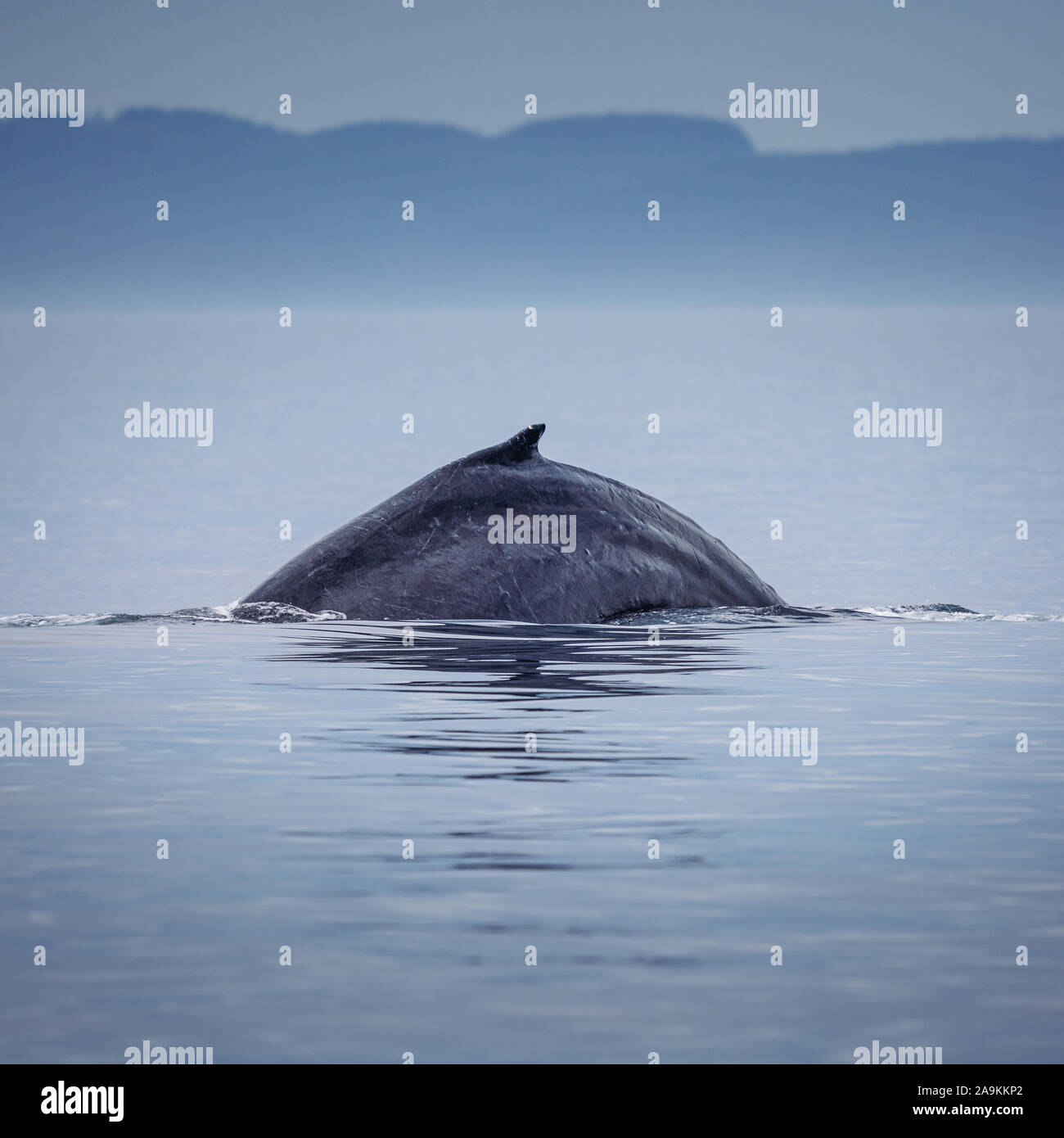 Canada, British Columbia. Humpback Whale la colonna vertebrale e la coda in Victoria Foto Stock