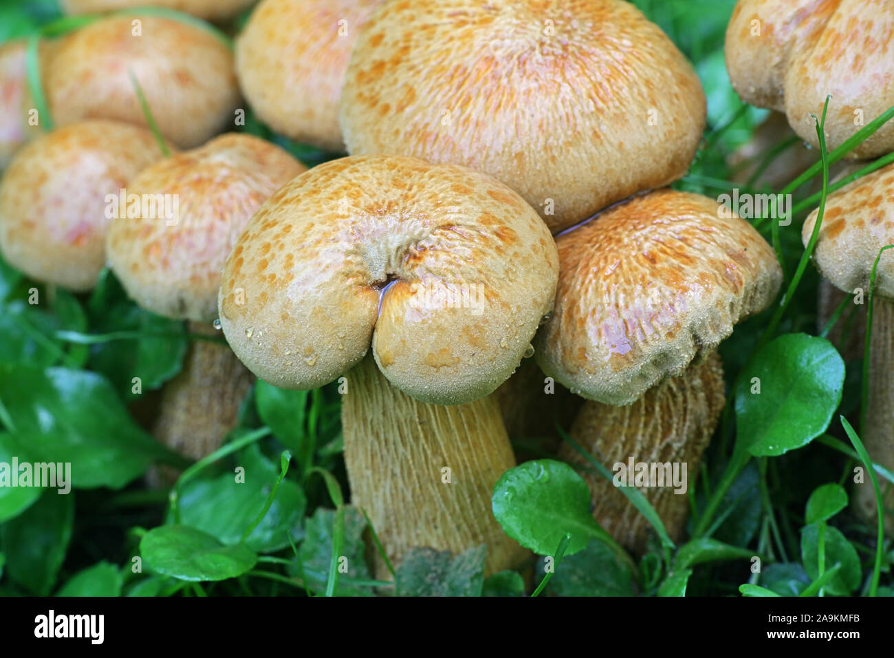 Phaeolepiota aurea, noto come golden bootleg o golden cap di funghi selvatici dalla Finlandia Foto Stock
