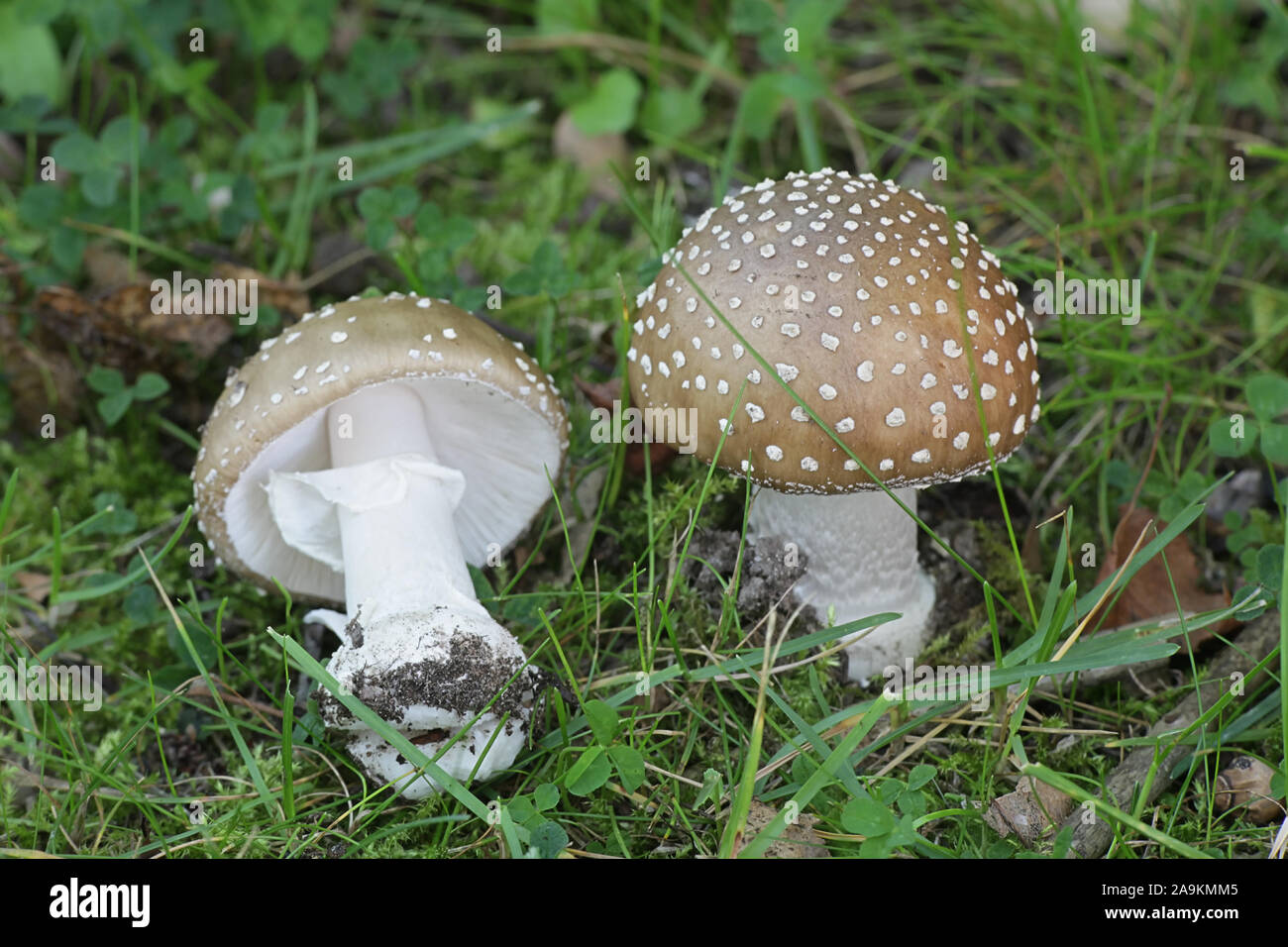 Amanita pantherina, noto come il cappuccio della pantera e falso blusher, selvatici funghi velenosi dalla Finlandia Foto Stock