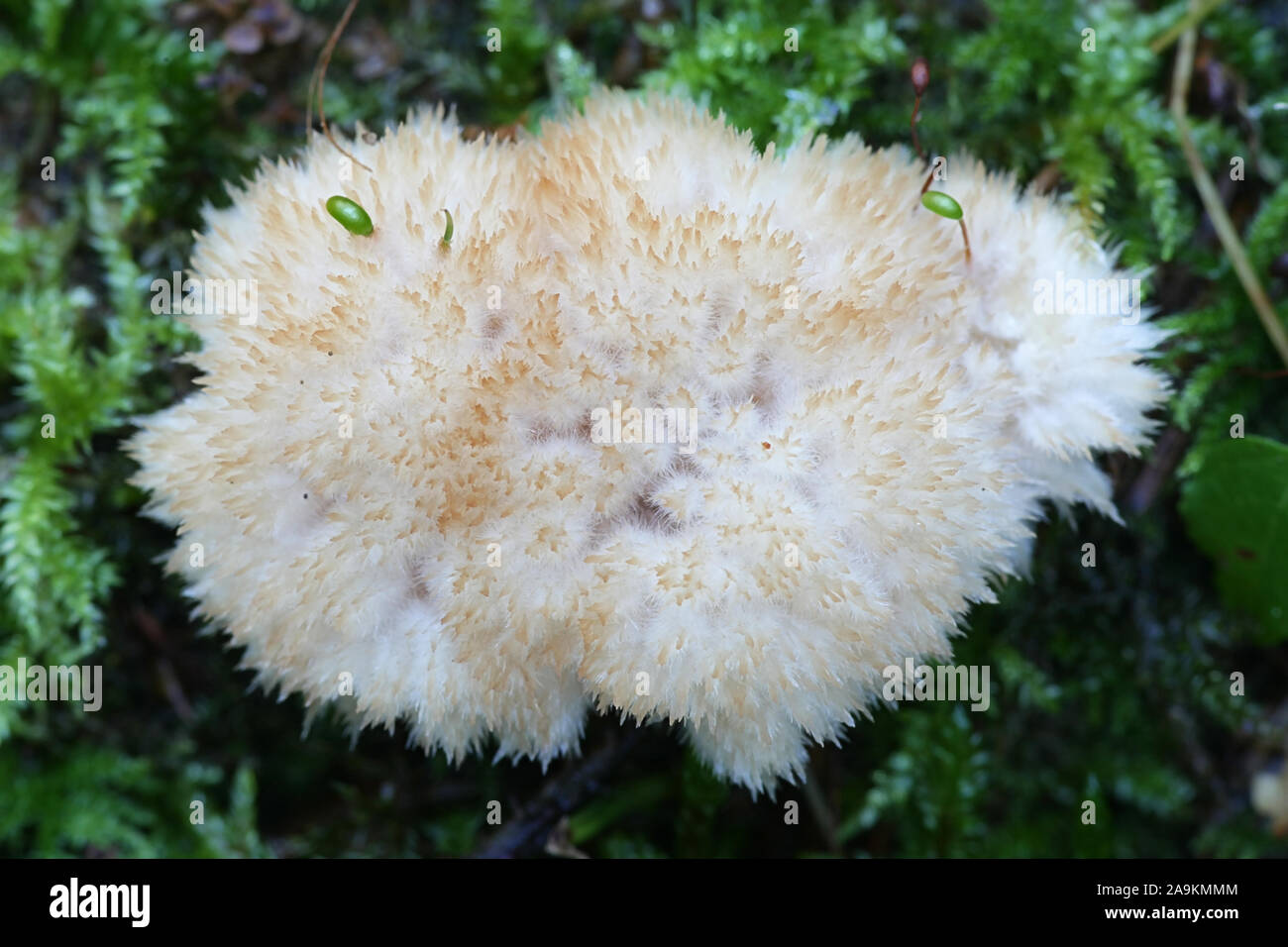 Postia ptychogaster, comunemente noto come la staffa powderpuff, funghi selvatici dalla Finlandia Foto Stock