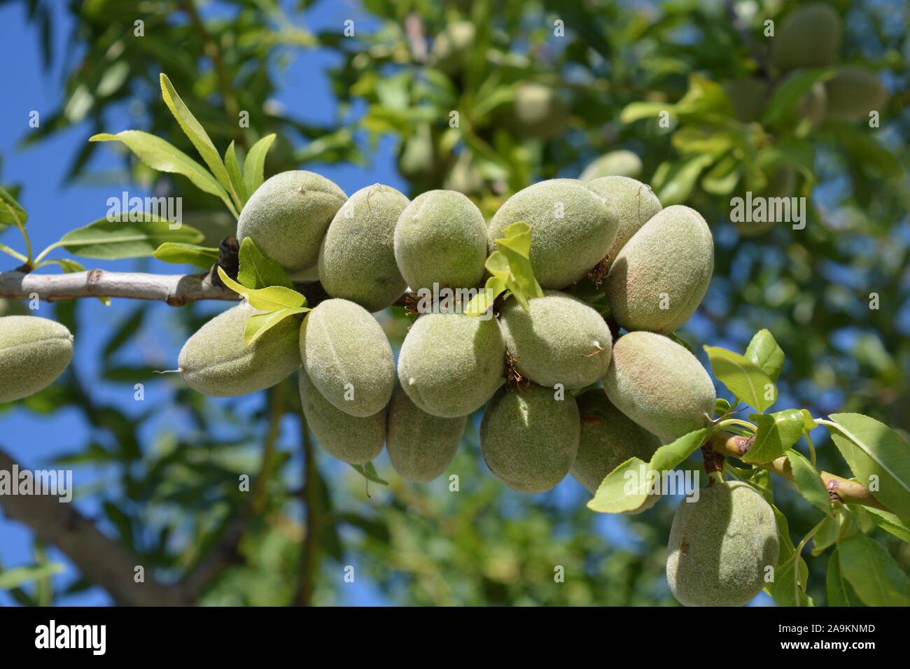 Mandorle acerbe sul ramo di un albero di mandorlo, Prunus dulcis, contro il  cielo blu Foto stock - Alamy