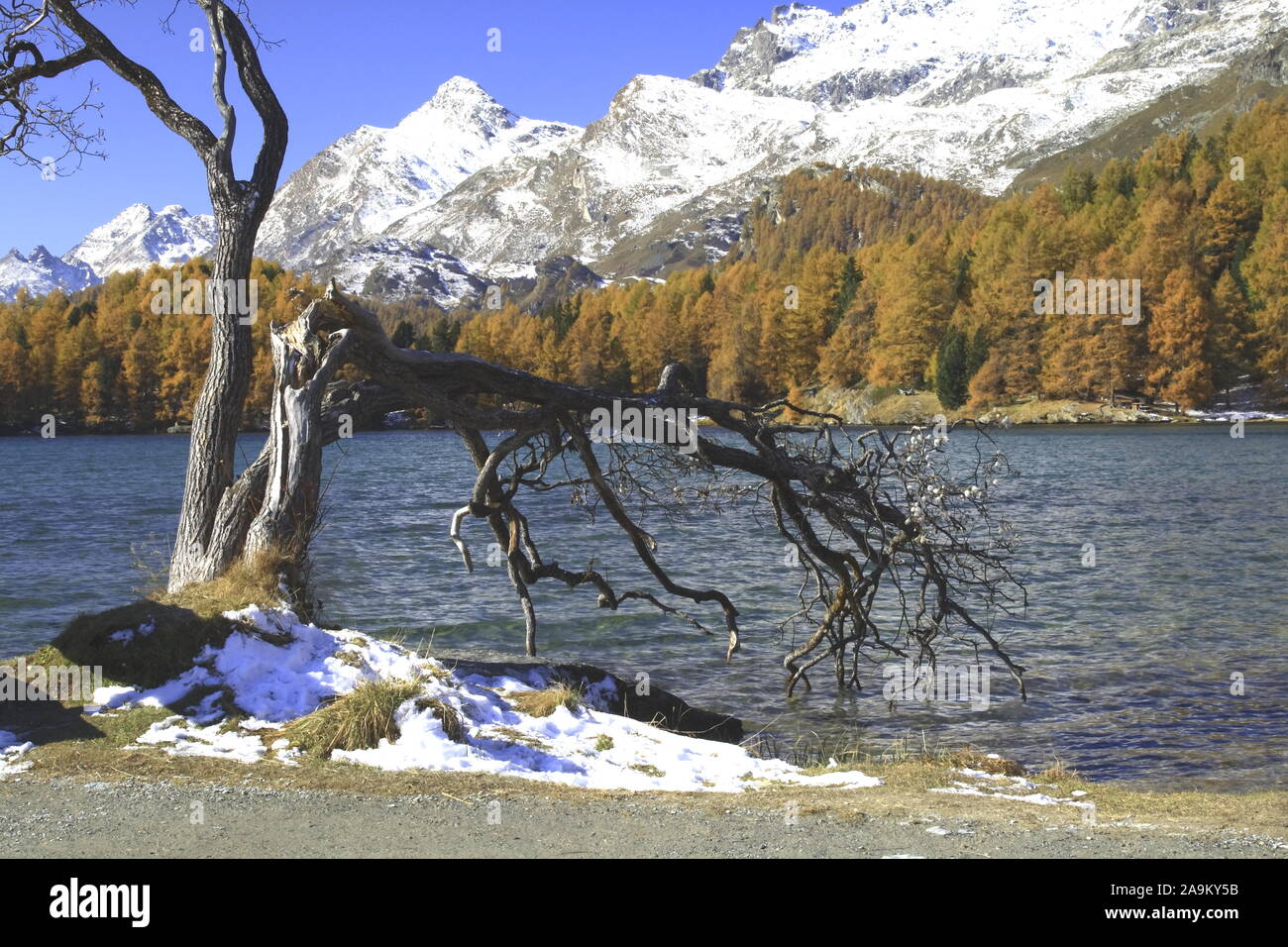 Herbststimmung am idyllischen Silsersee im Oberengadin Foto Stock