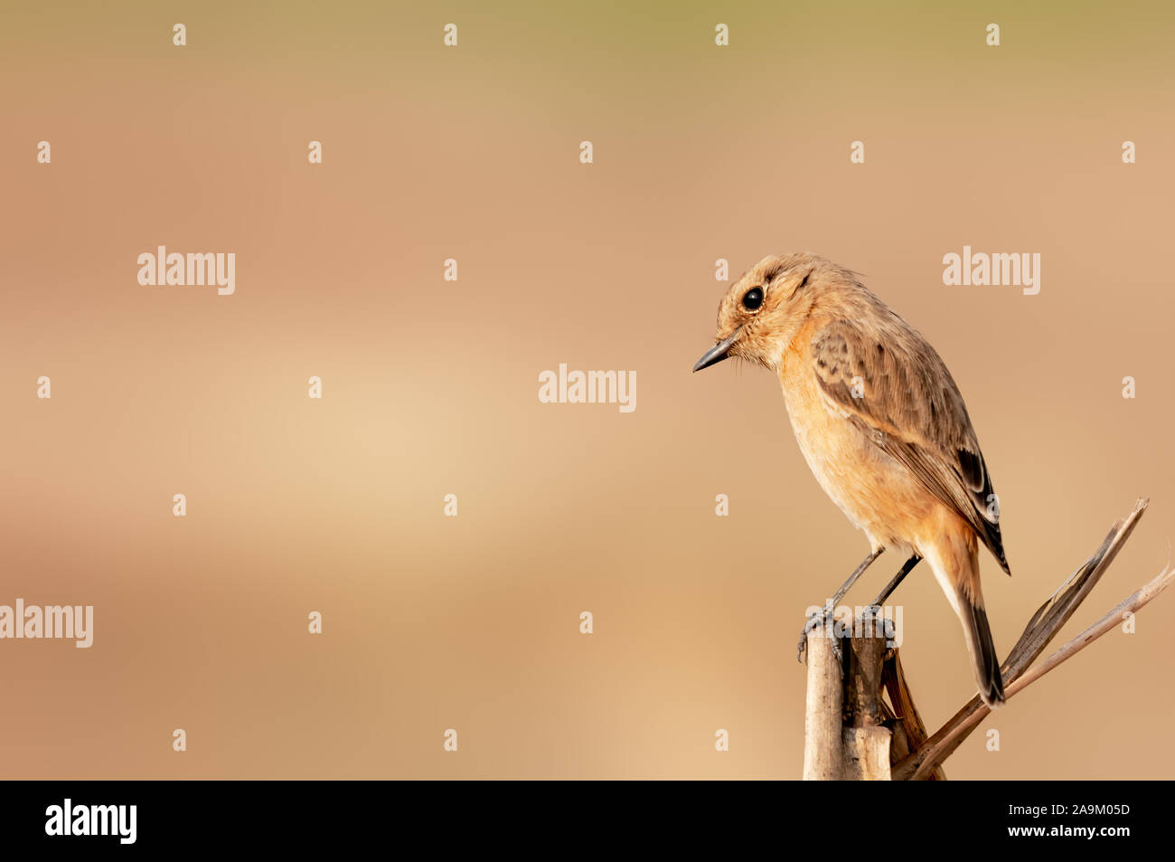 Un siberiano stonechat su un arbusto guardando curiosamente Foto Stock