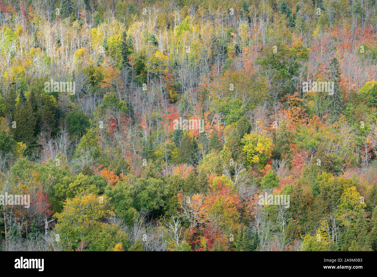 Conifere Misto bosco di latifoglie, tardo autunno, Mistero Lookout, Minnesota, Dominique Braud/Dembinsky Foto Assoc Foto Stock